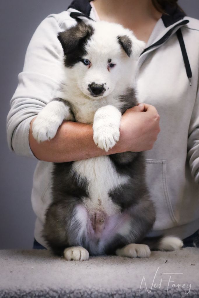 Not Fancy - Chiots disponibles - Laika de iakoutie