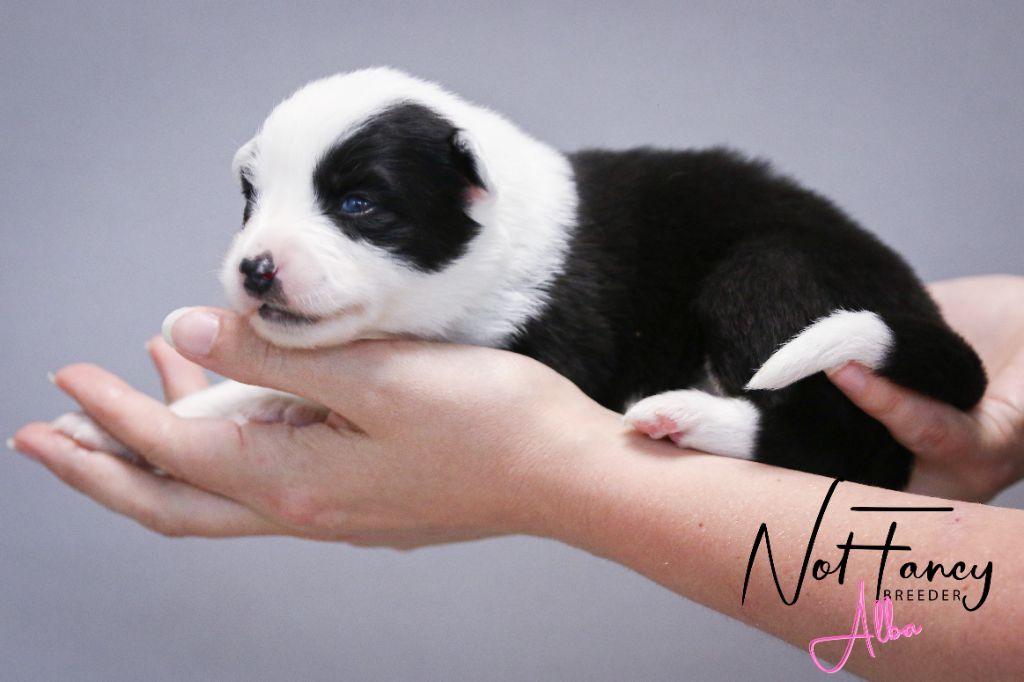 Not Fancy - Chiots disponibles - Laika de iakoutie